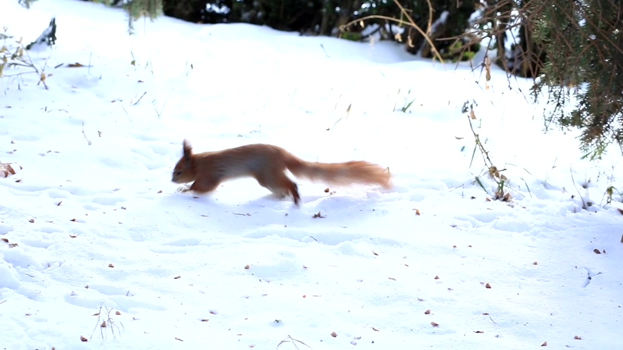 Squirrel exploring the snow, winter, snow, and squirrel
