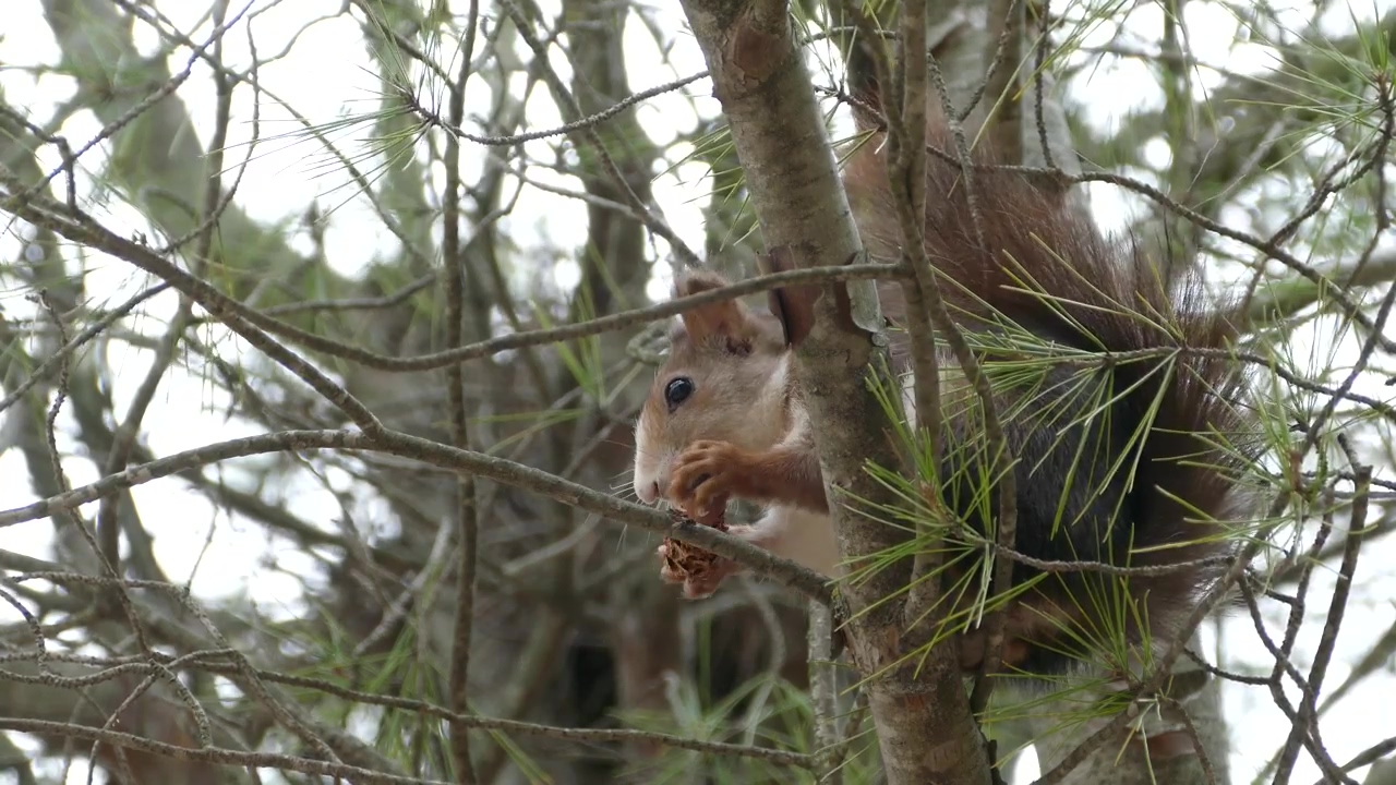 Squirrel in a tree eating a pinecone, animal, wildlife, tree, eating, pine, and squirrel