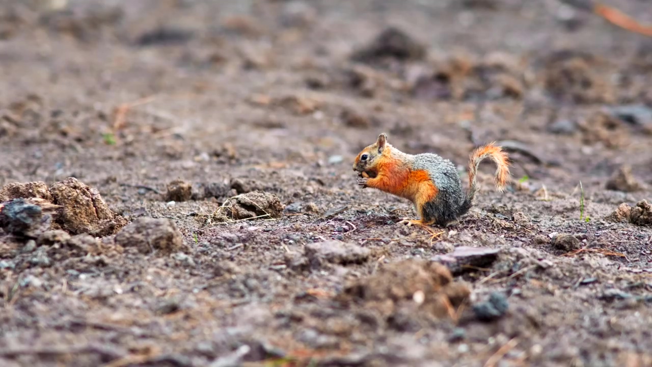 Squirrel looking for food #forest #wildlife #wild animals #squirrels