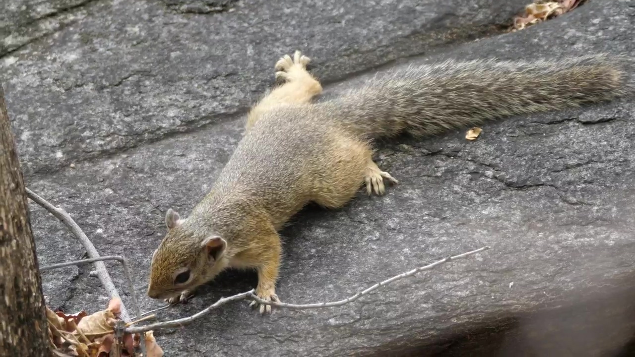 Squirrel on a rock, animal, wildlife, rock, and squirrel