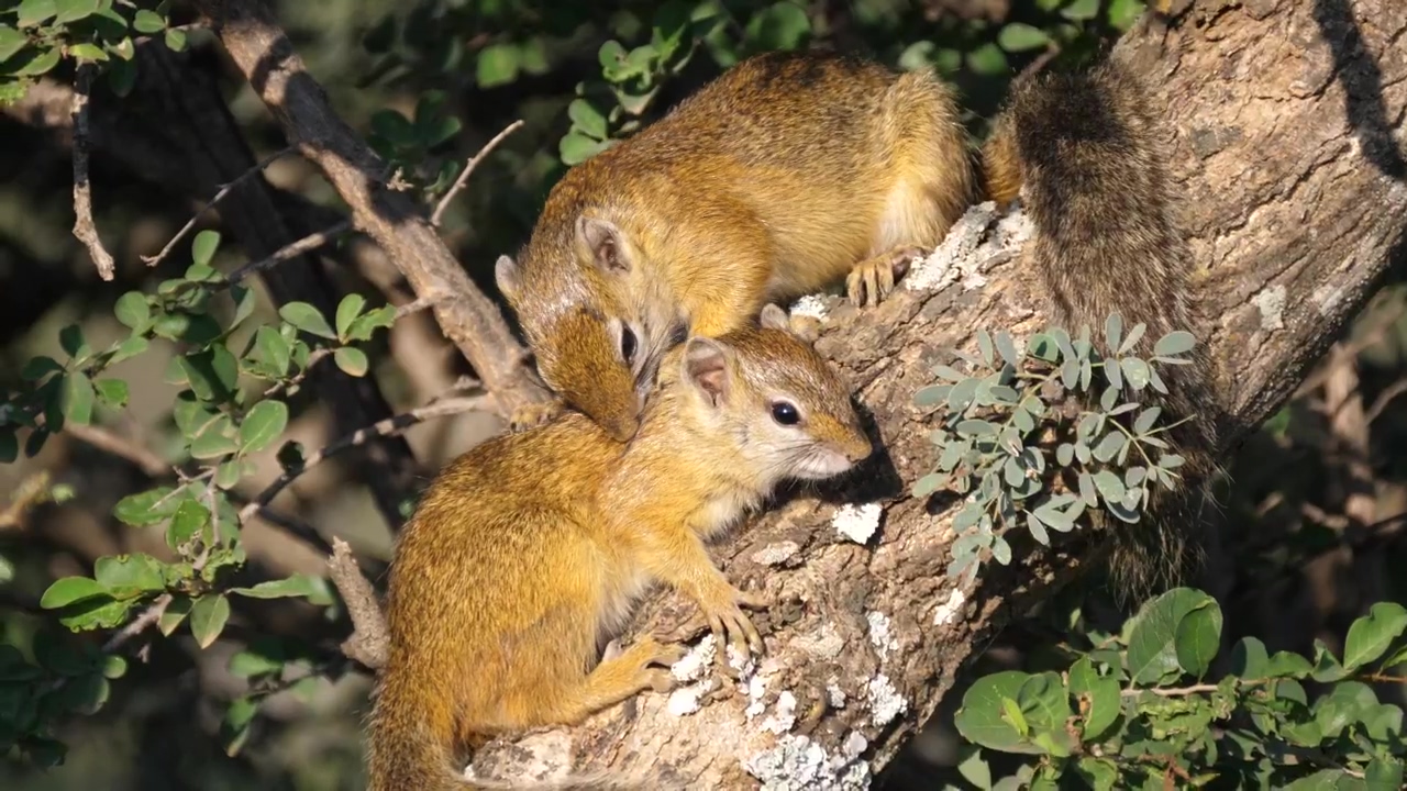 Squirrels on a tree branch, animal, wildlife, tree, and squirrel