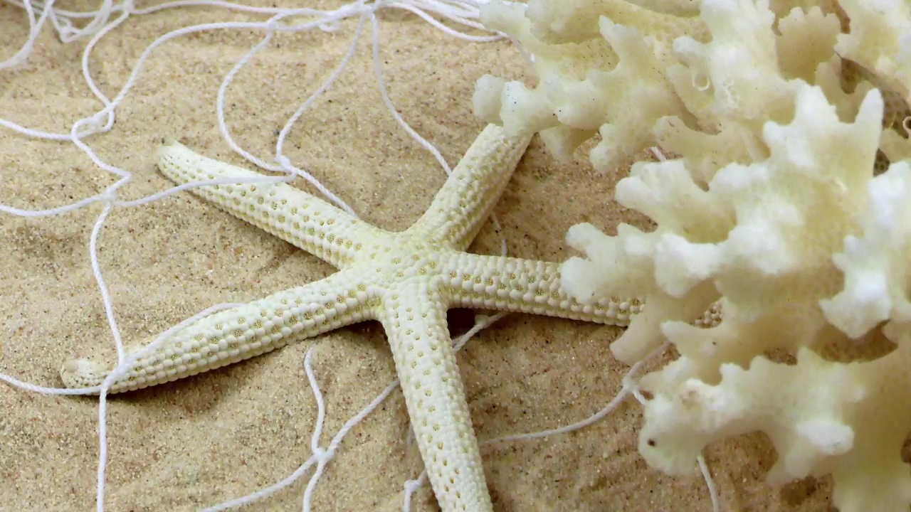 Starfish and a small coral on the fishing net in the sand, animal, texture, sand, and fishing