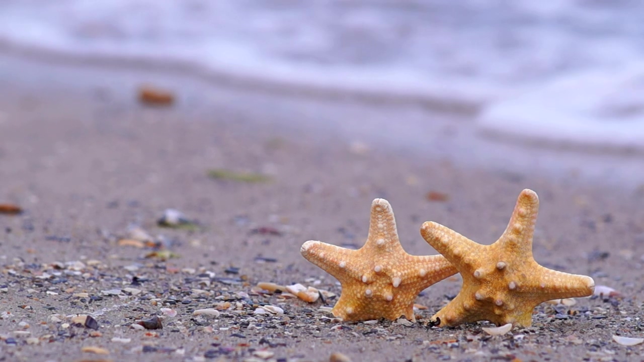 Starfish on the beach, animal, beach, seashore, and sand