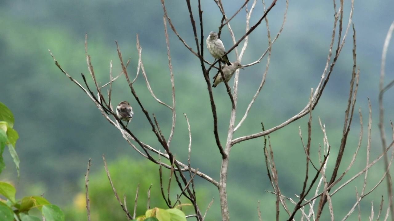 Starlings in a dead tree, tree, bird, and dead