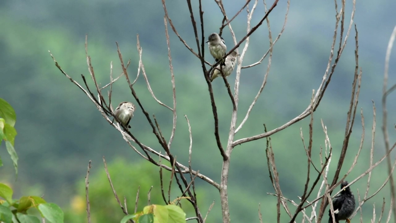 Starlings in malaysia, bird and malaysia