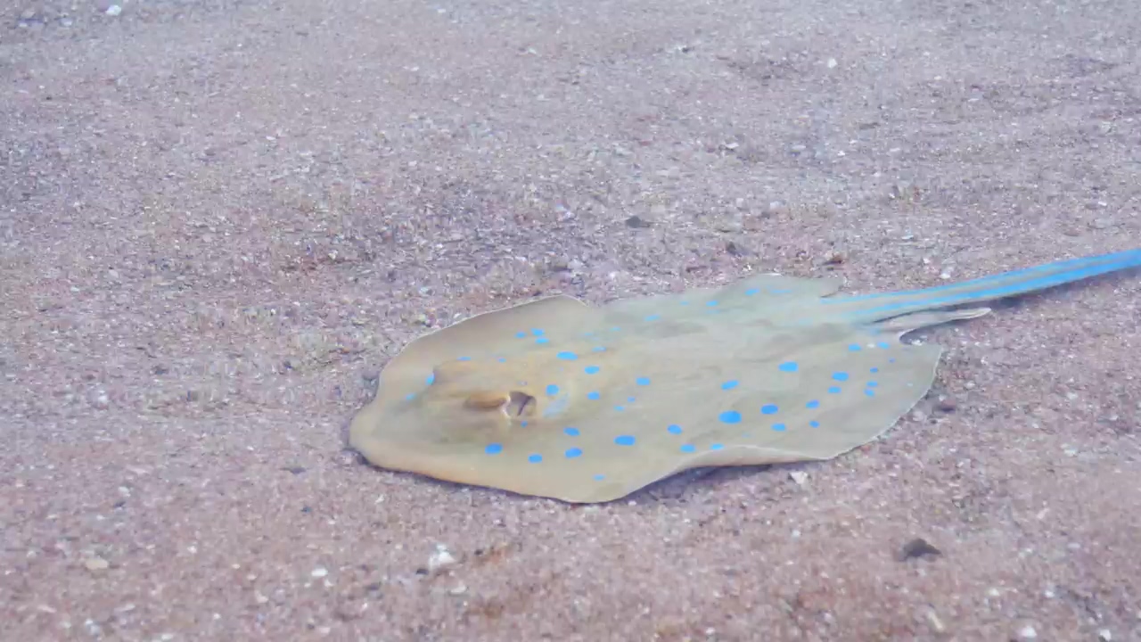 Stingray swimming in the shallows of the sea, nature, animal, beach, sea, sea animals, and stingray