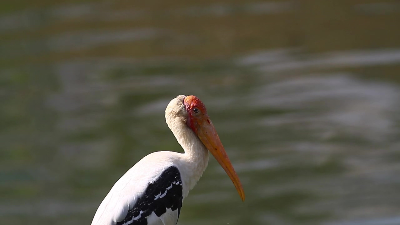Stork by the lake, lake, bird, and wild