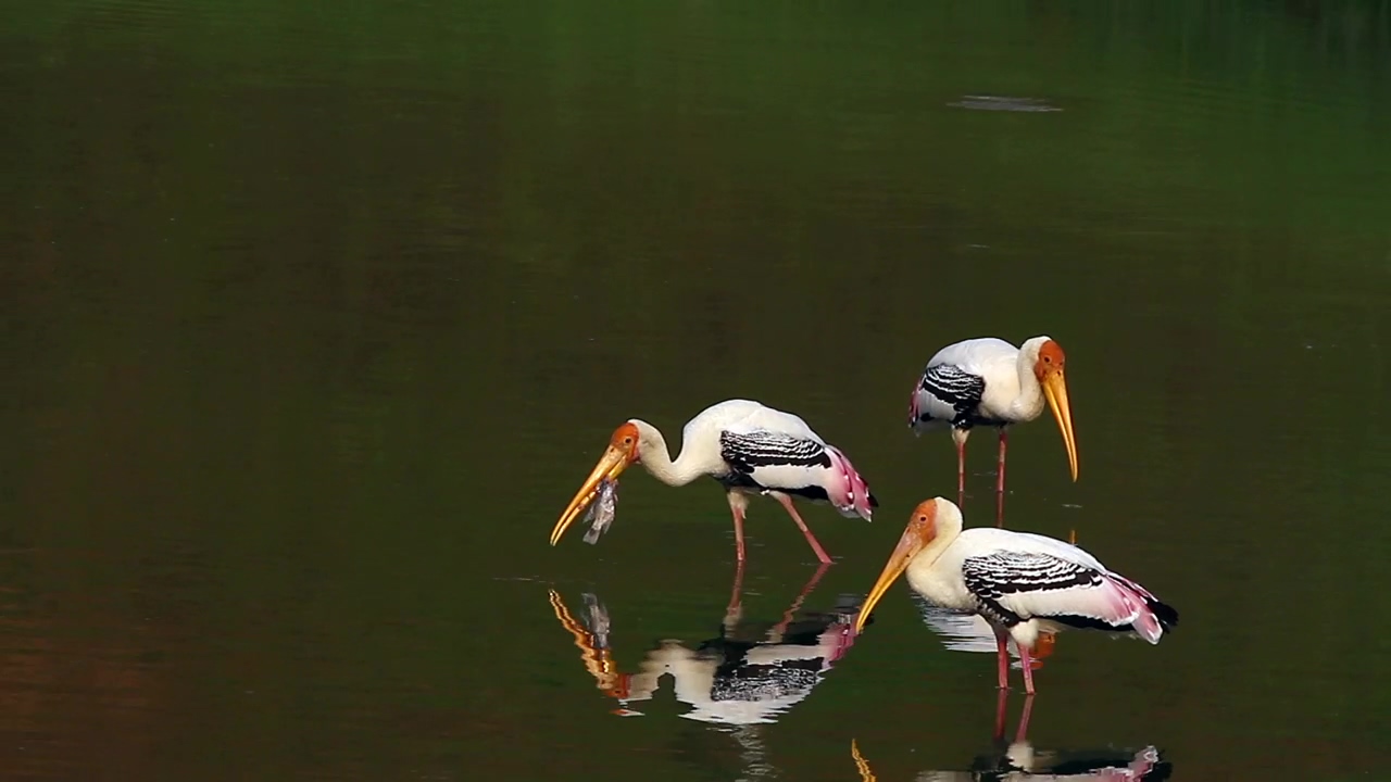 Stork eating a fish, bird, eating, and fish