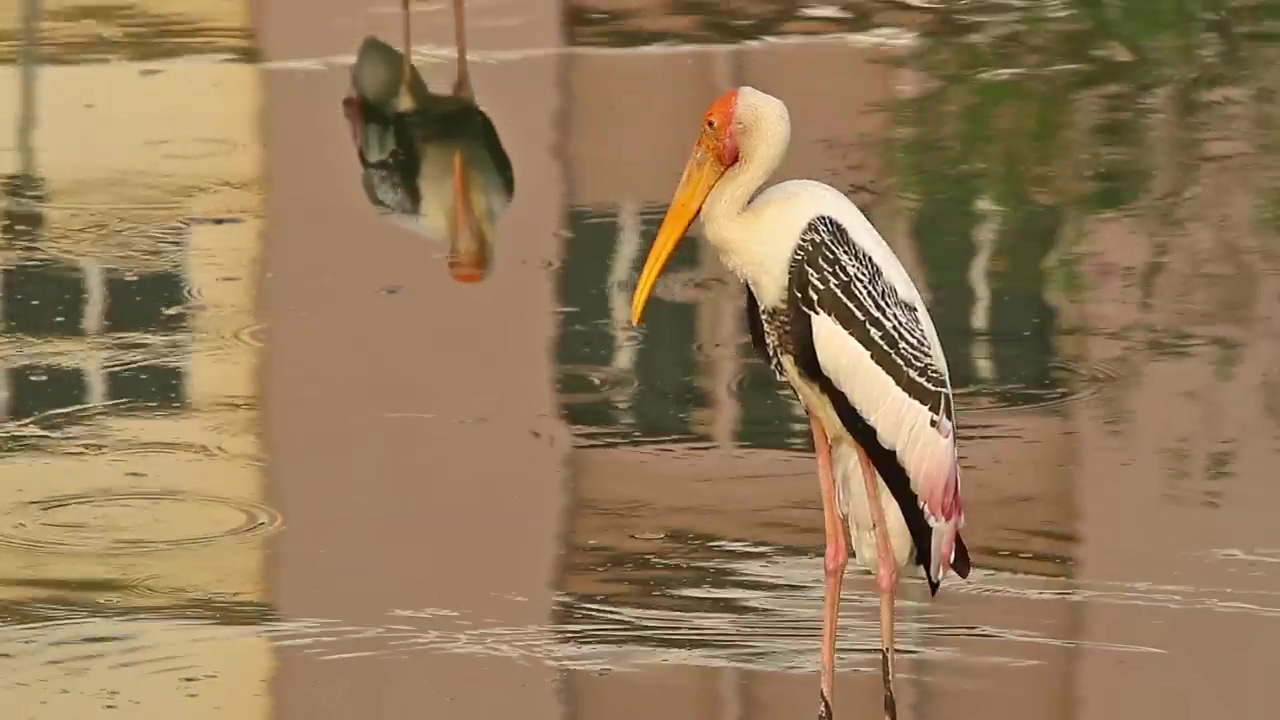 Stork standing in flowing water, wildlife and bird
