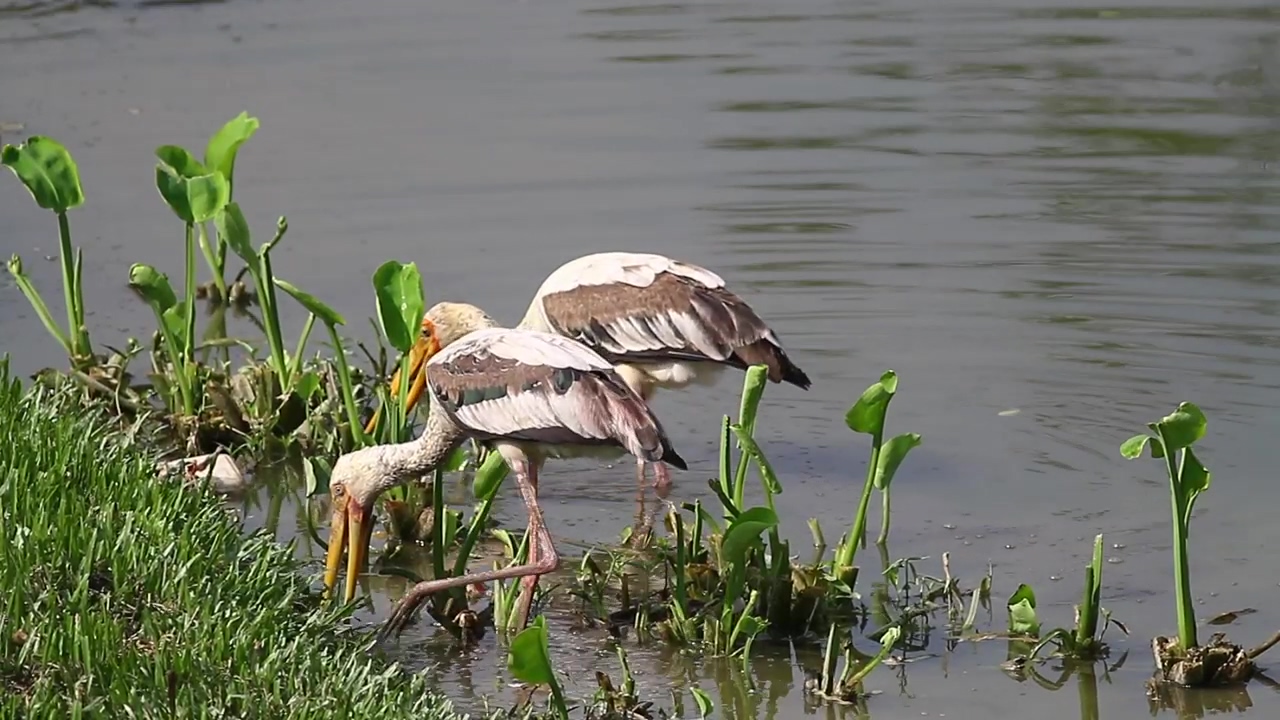 Storks fishing in shallow water, wildlife and bird