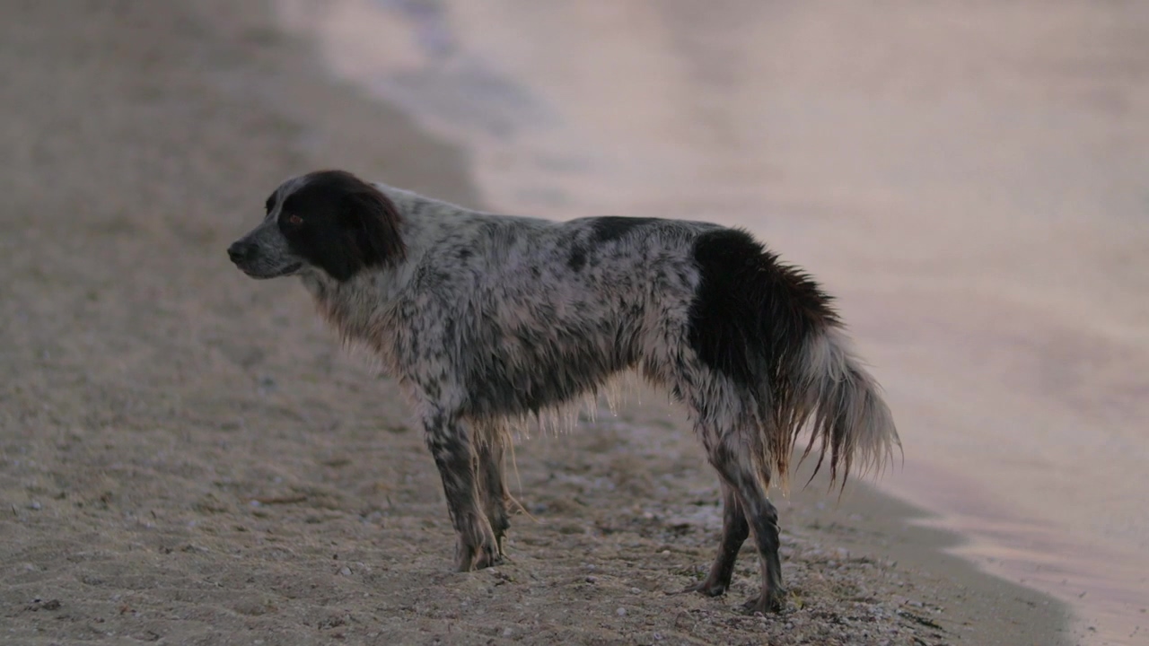 Stray dog on the beach, beach, wildlife, dog, and sad