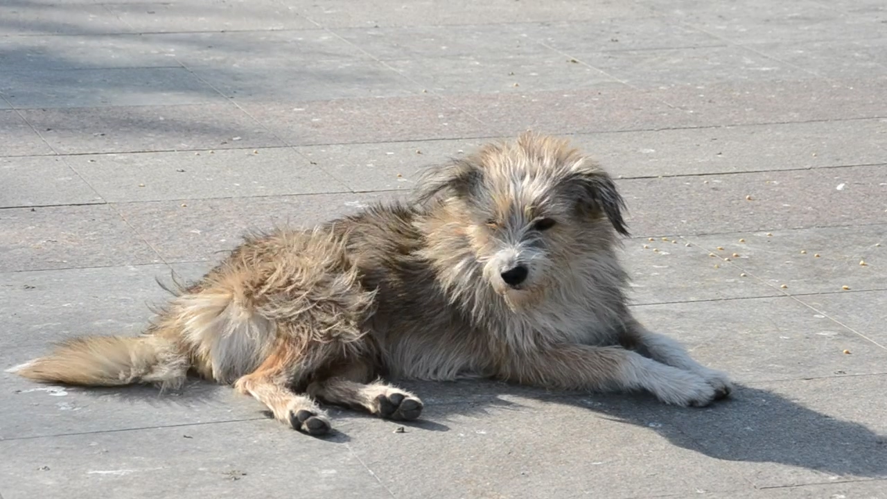 Stray dog sunbathing, animal, urban, street, and dog
