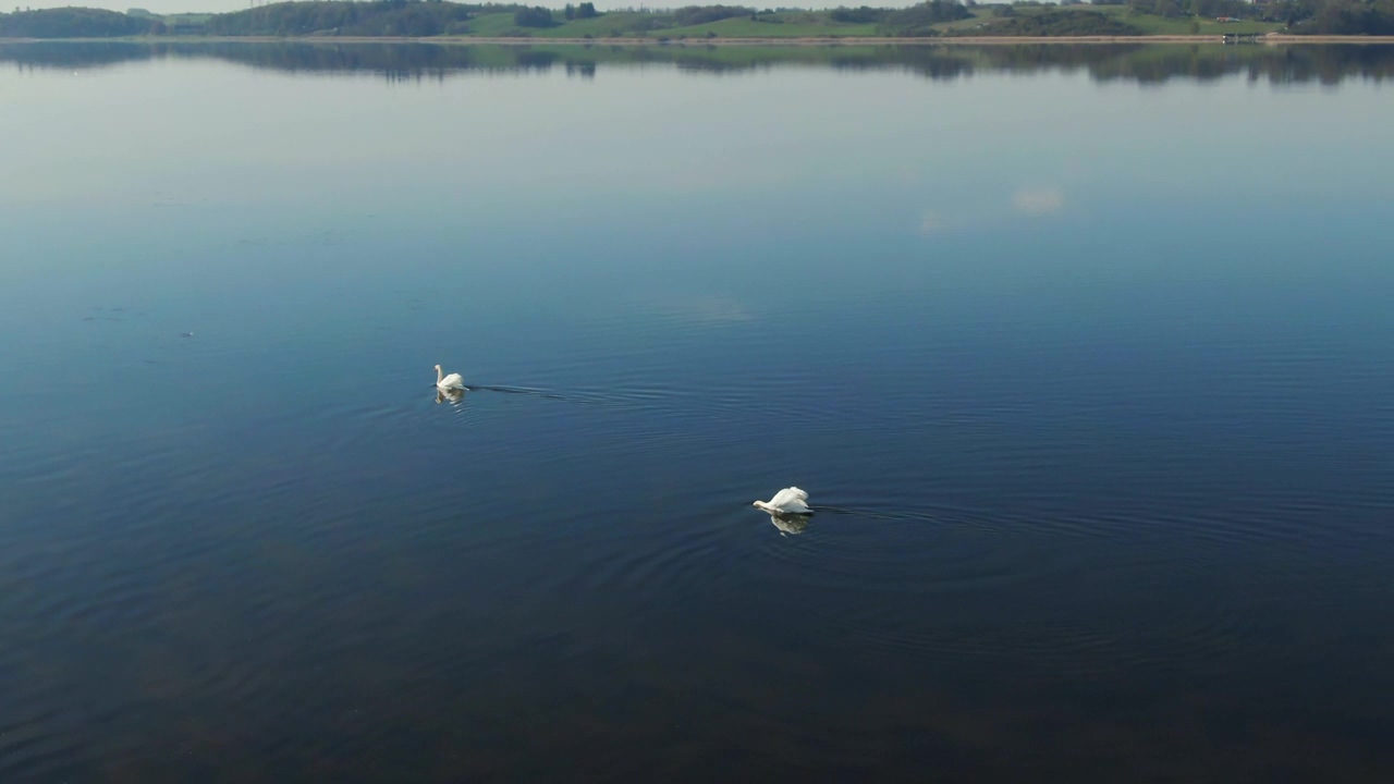 Summer lake, lake, bird, and swan