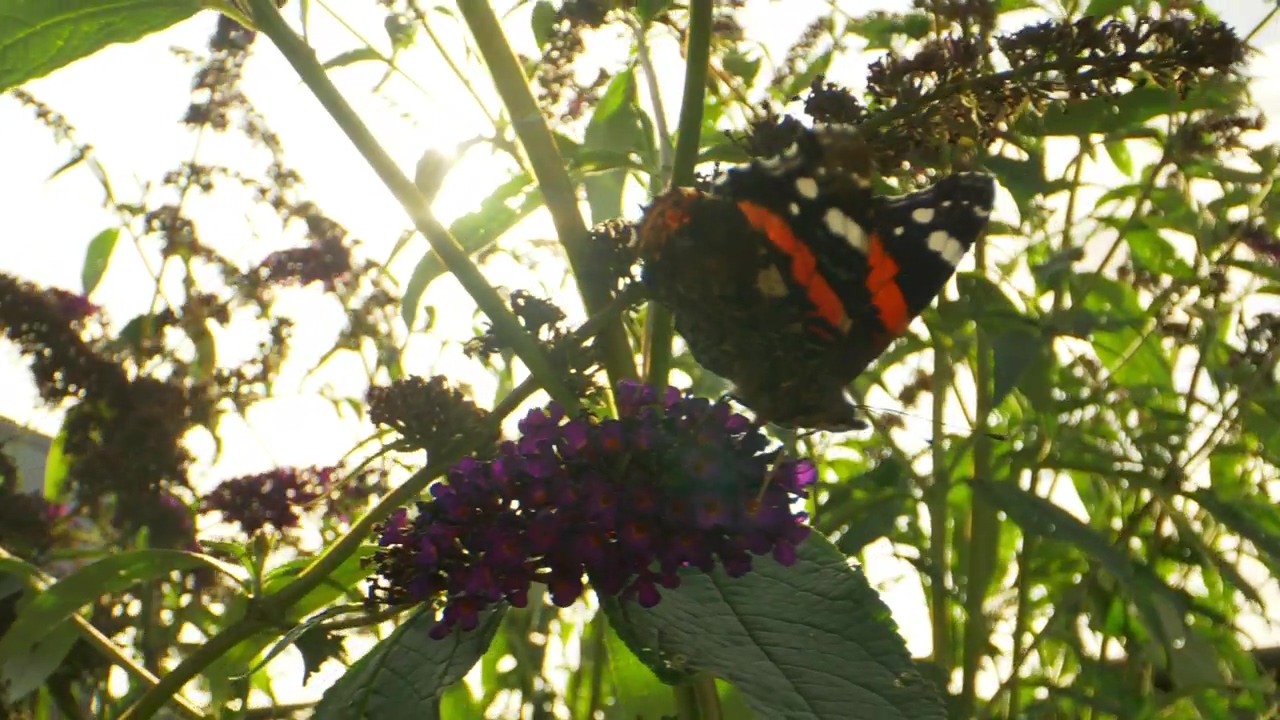 Sun against a butterfly, plant, garden, sunshine, and butterfly
