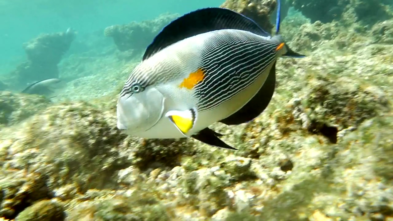 Surgeonfish swimming over coral, ocean, fish, and coral