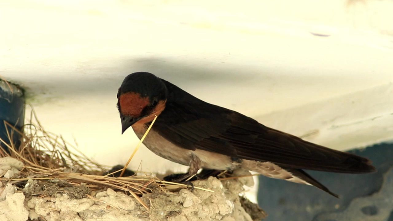 Swallow chicks in a nest, nature, bird, and baby