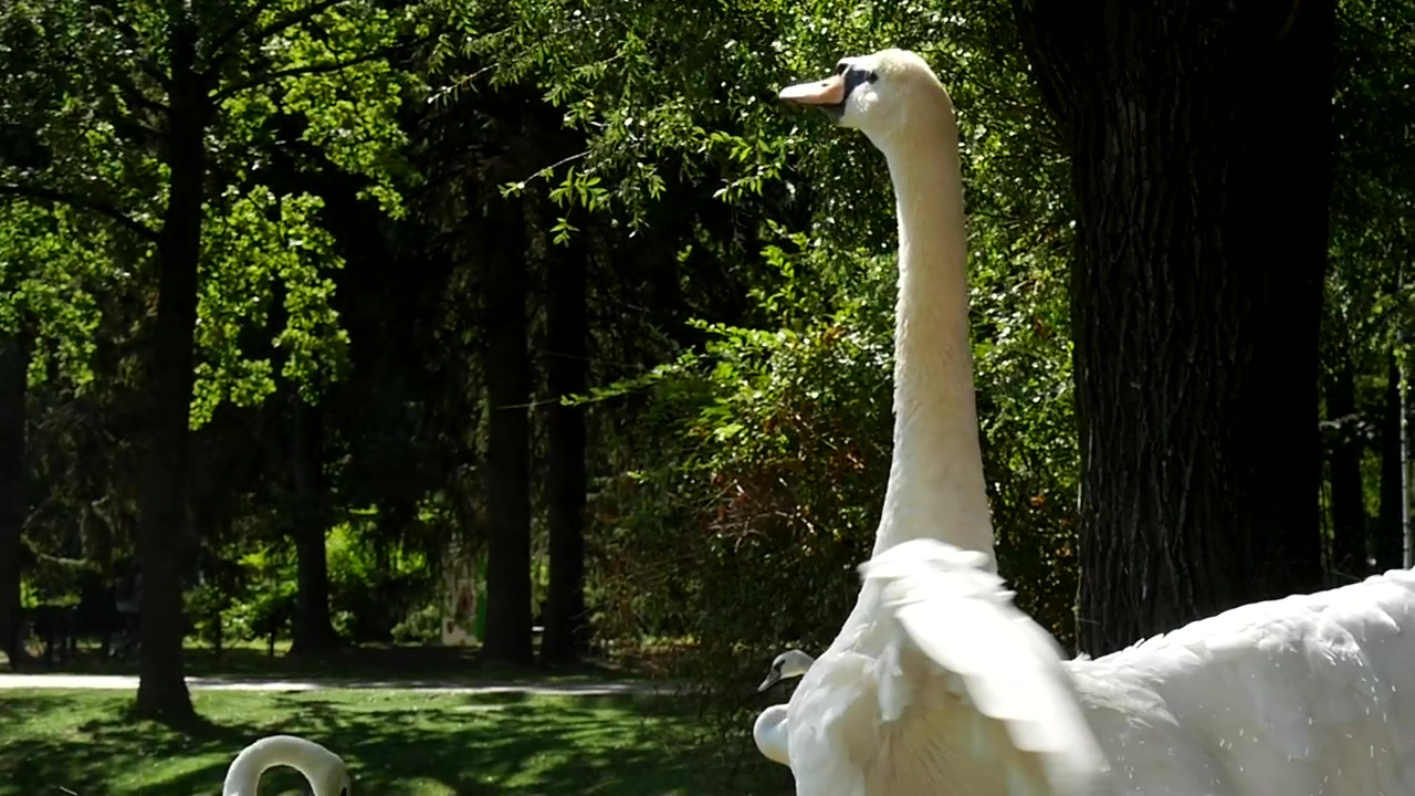 Swan agitating his wings, animal, wildlife, daytime, bird, and swan