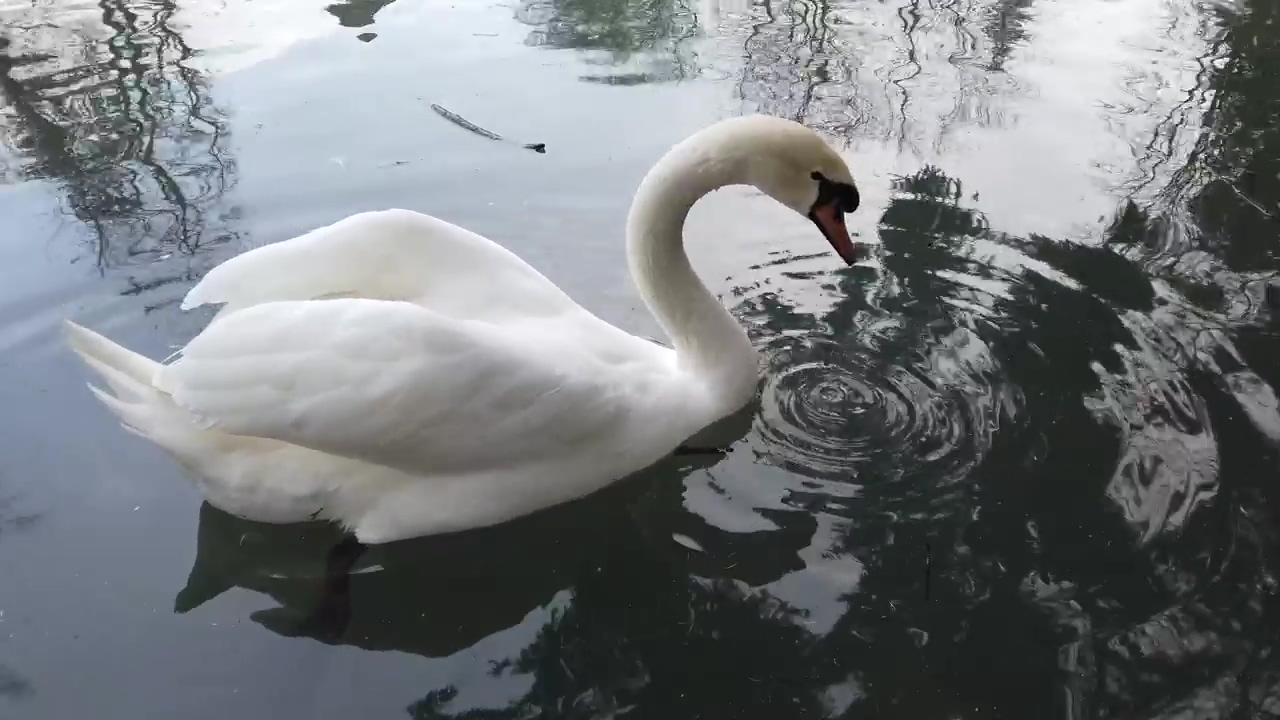Swan feeding in a pond, wildlife, bird, and swan