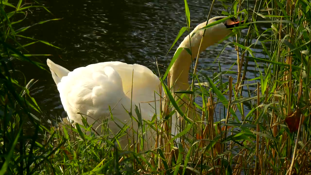 Swan feeding on grass on the shore of a lake, animal, wildlife, lake, and swan