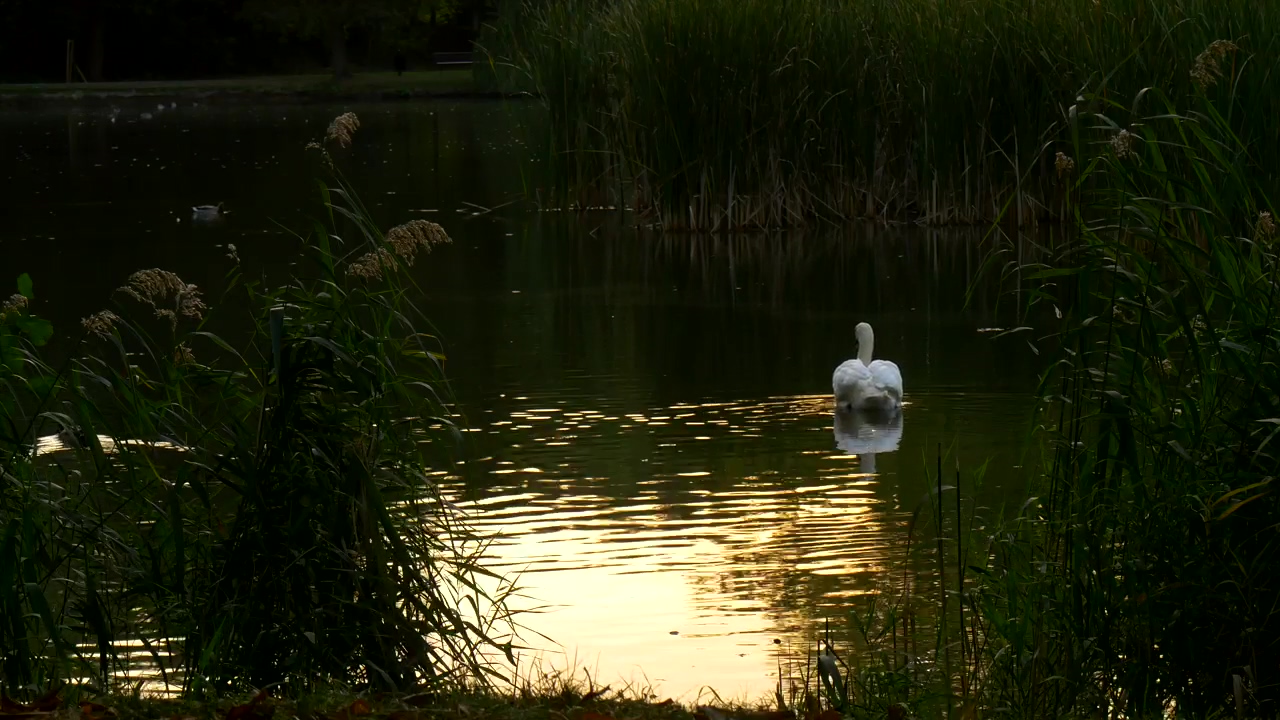 Swan slowly swimming across a lake, animal, lake, and swan