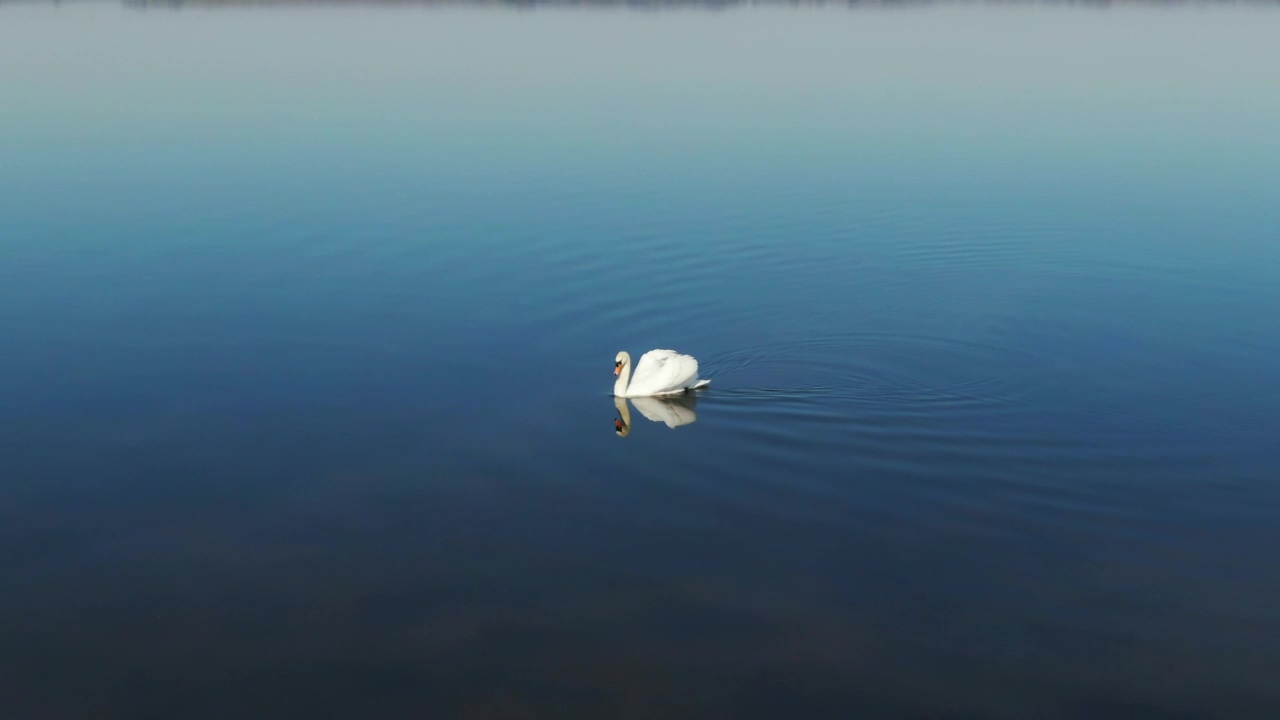 Swan swimming in a lake, animal, lake, swim, and swan