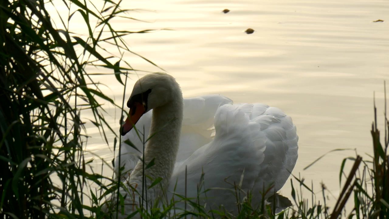 Swan swimming near the bank of a river, wildlife, lake, bird, and swan