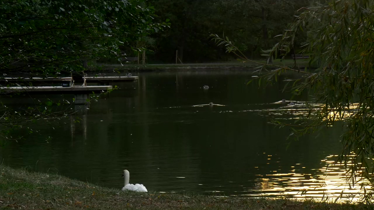 Swan swimming near the lakeshore, animal, wildlife, lake, bird, and swan