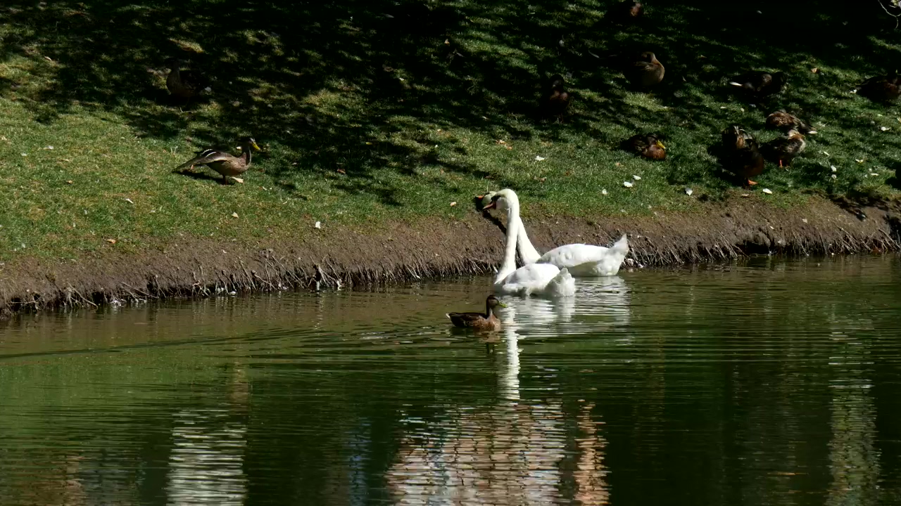 Swans and ducks in the lakeshore, animal, wildlife, lake, daytime, bird, duck, and swan