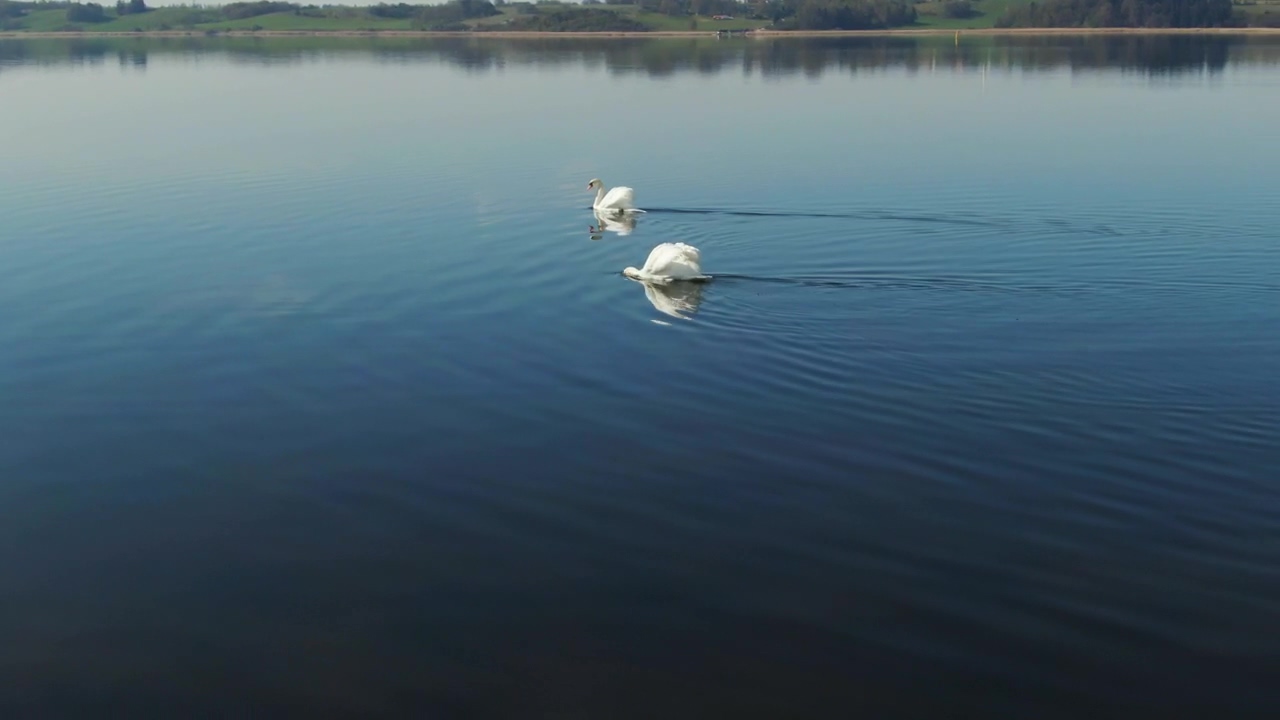 Swans moving across water, lake, bird, and swan
