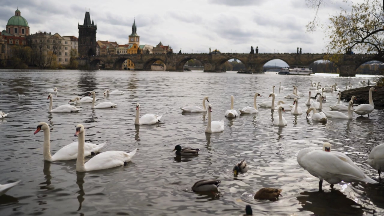 Swans swimming on the banks of the vltava river in prague, with a beautiful bridge in the distance and the beautiful architecture of the city, during a sunset