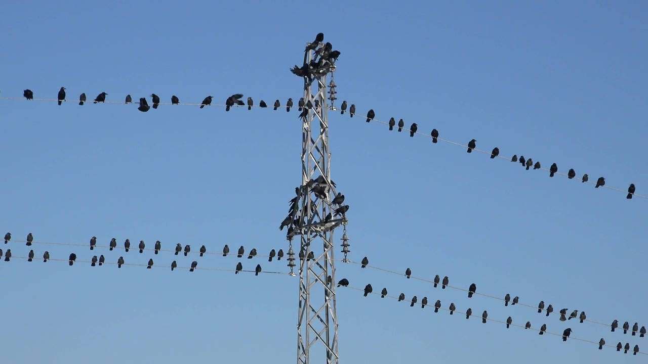 Swarm of birds standing on the electric cables, animal, wildlife, bird, tower, electricity, birds, and cables