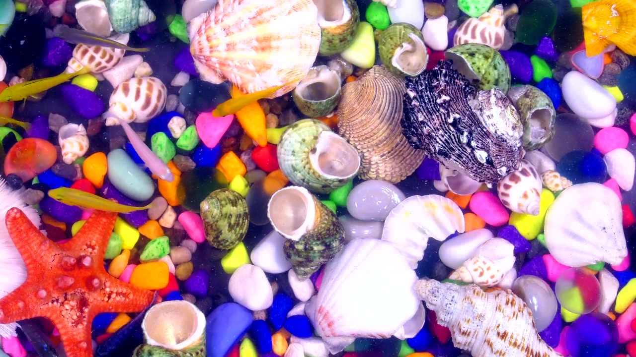 Tank full of fish and sea shells #animal #sea #fish #aquarium #tank
