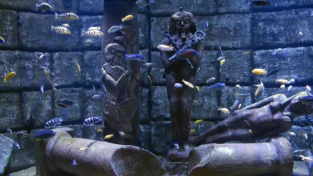 Tank with male guppies and tropical fish with marine flora, underwater, fish, statue, and egypt