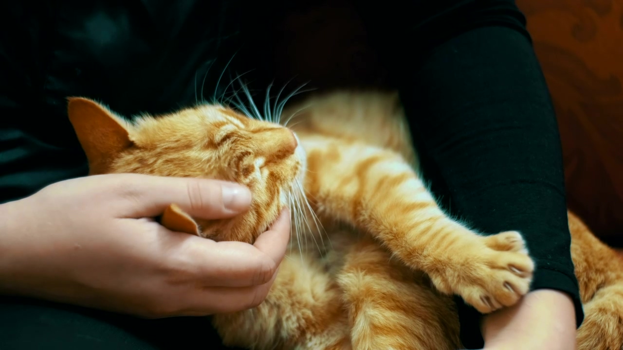 Tenderly stroking a cat, pet, cat, and pet owner