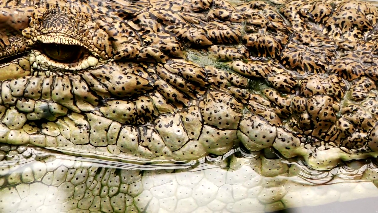 Texture of the skin of a crocodile in the water, water, wildlife, wild, zoo, skincare, skin, crocodile, and alligator