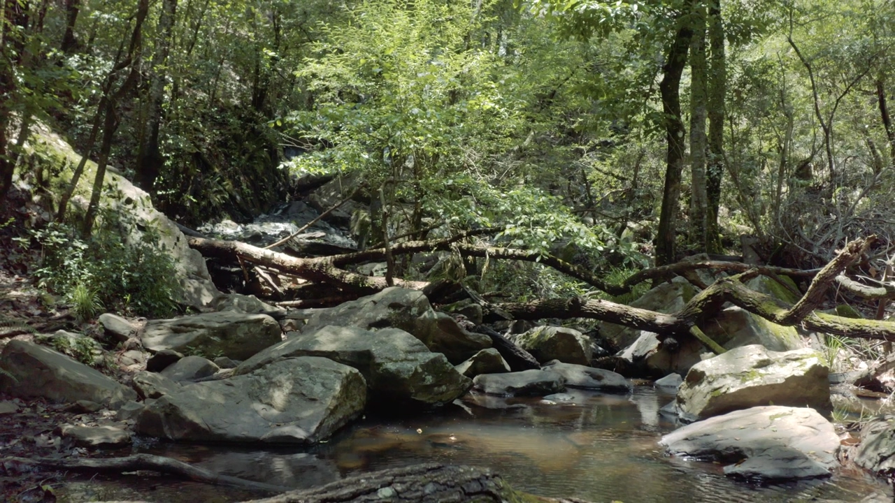 The camera slides over a tranquil creek surrounded by a lush jungle with several fallen trees and a backwater on a sunny day