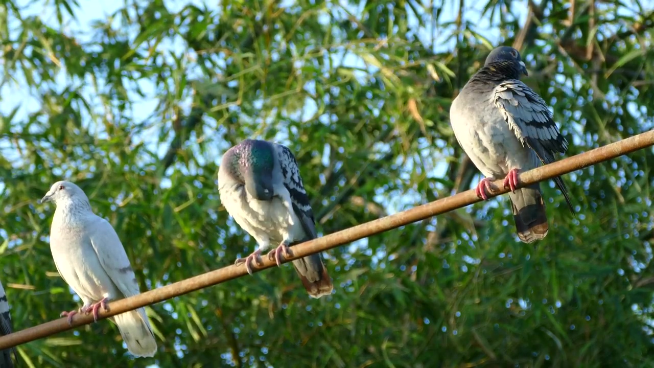 Three pigeons sitting on stick in the morning, animal, wildlife, bird, and branch