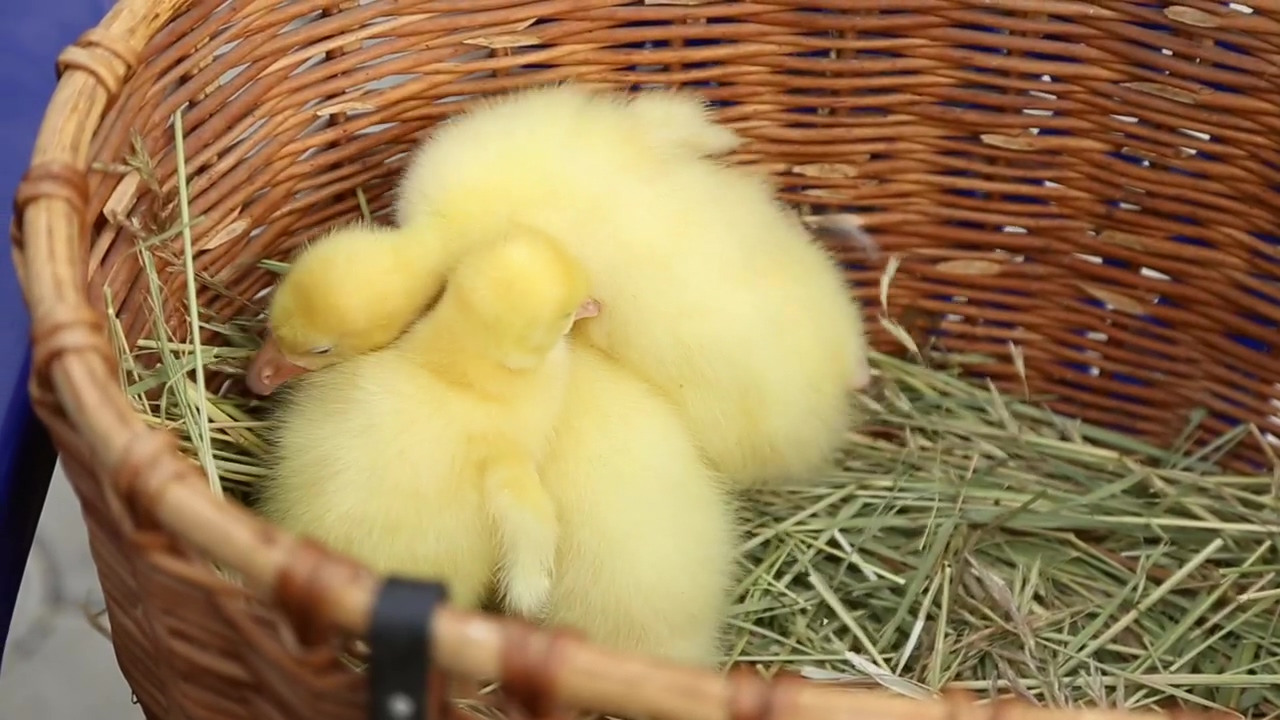 Three yellow goose chicks in a straw basket, bird, pet, chicken, farm animals, goose, and baby chick