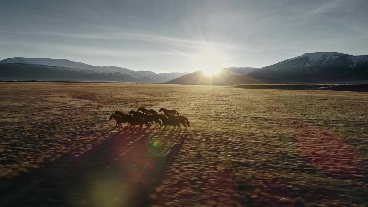 Tibetan horses running across tundra in himalayan landscape, landscape, horse, horses, tibet, and himalaya