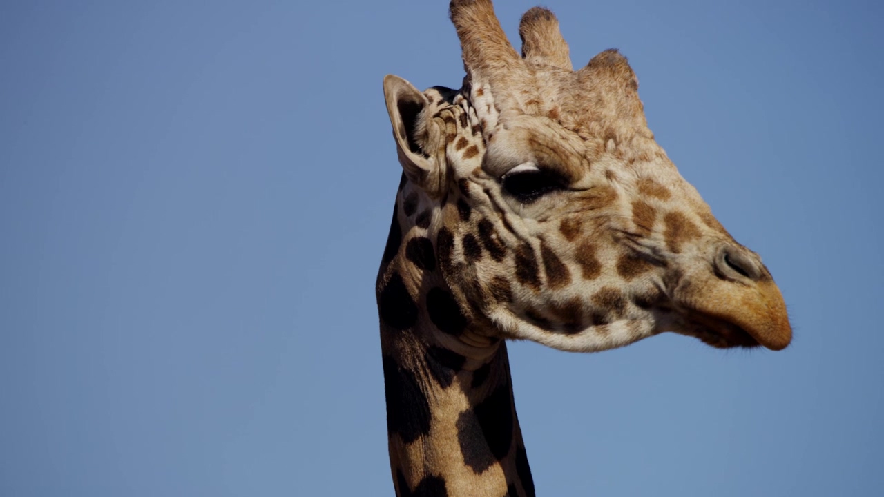 Tilt shot of the neck and head of a giraffe, animal, wildlife, wild, zoo, and giraffe