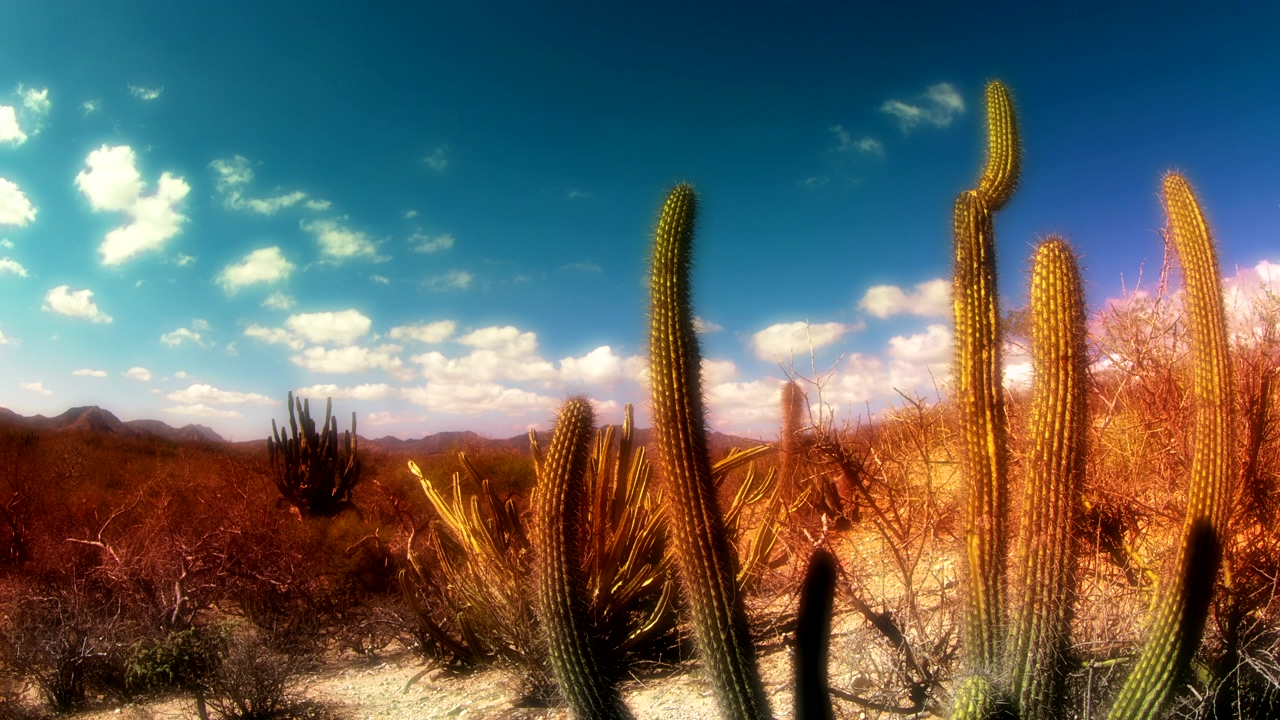 Time lapse of a desert with dry vegetation and some cacti in baja california mexico