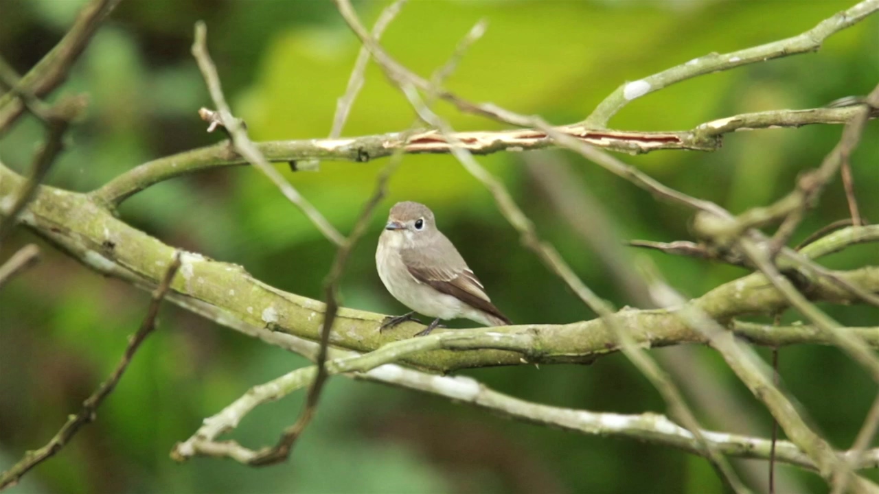 Tiny flycatcher on a branch, nature, animal, and bird