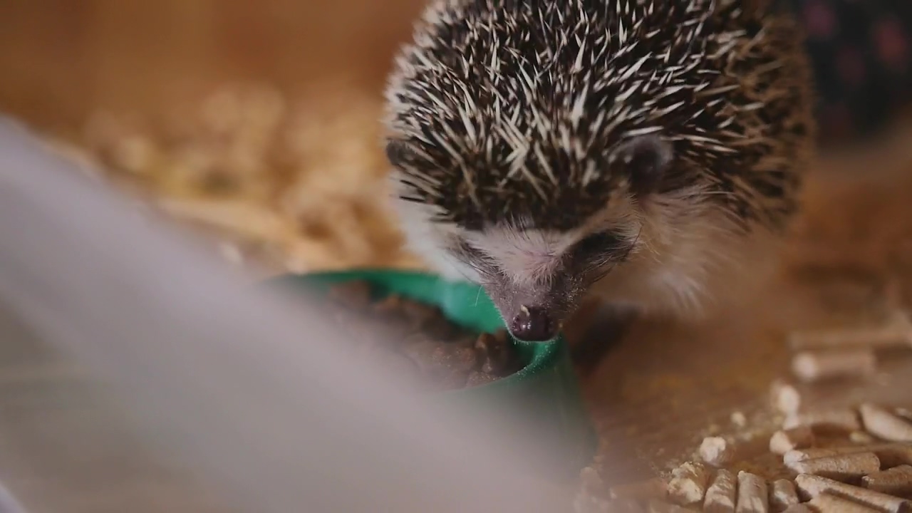 Tiny hedgehog eating from a bowl, animal, eating, and cute