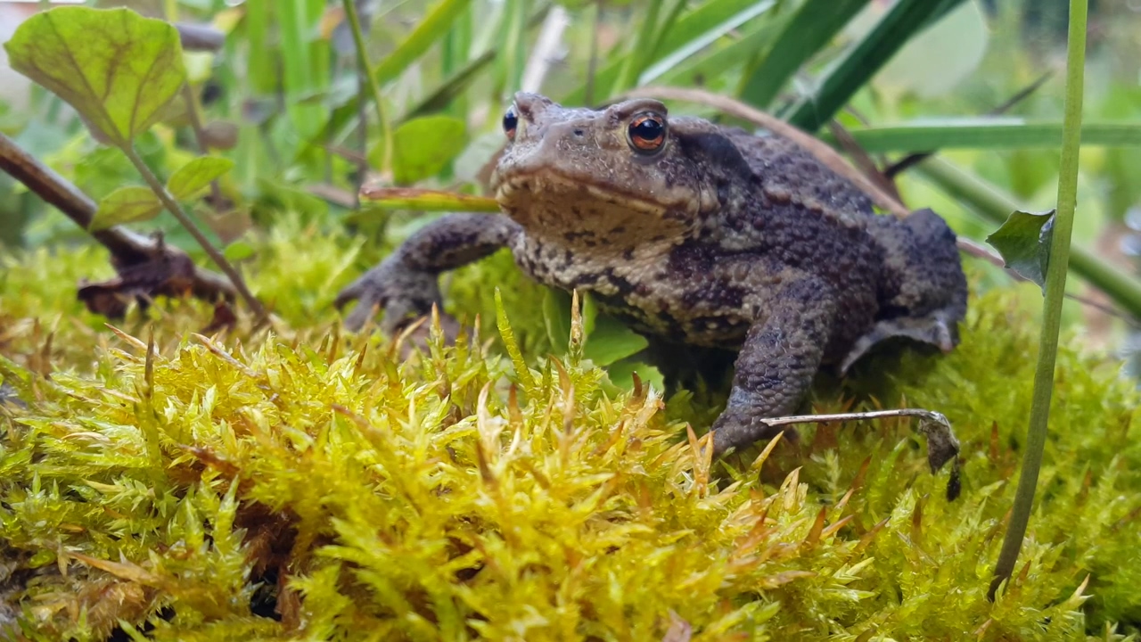 Toad in wet grass, grass, wet, and frog