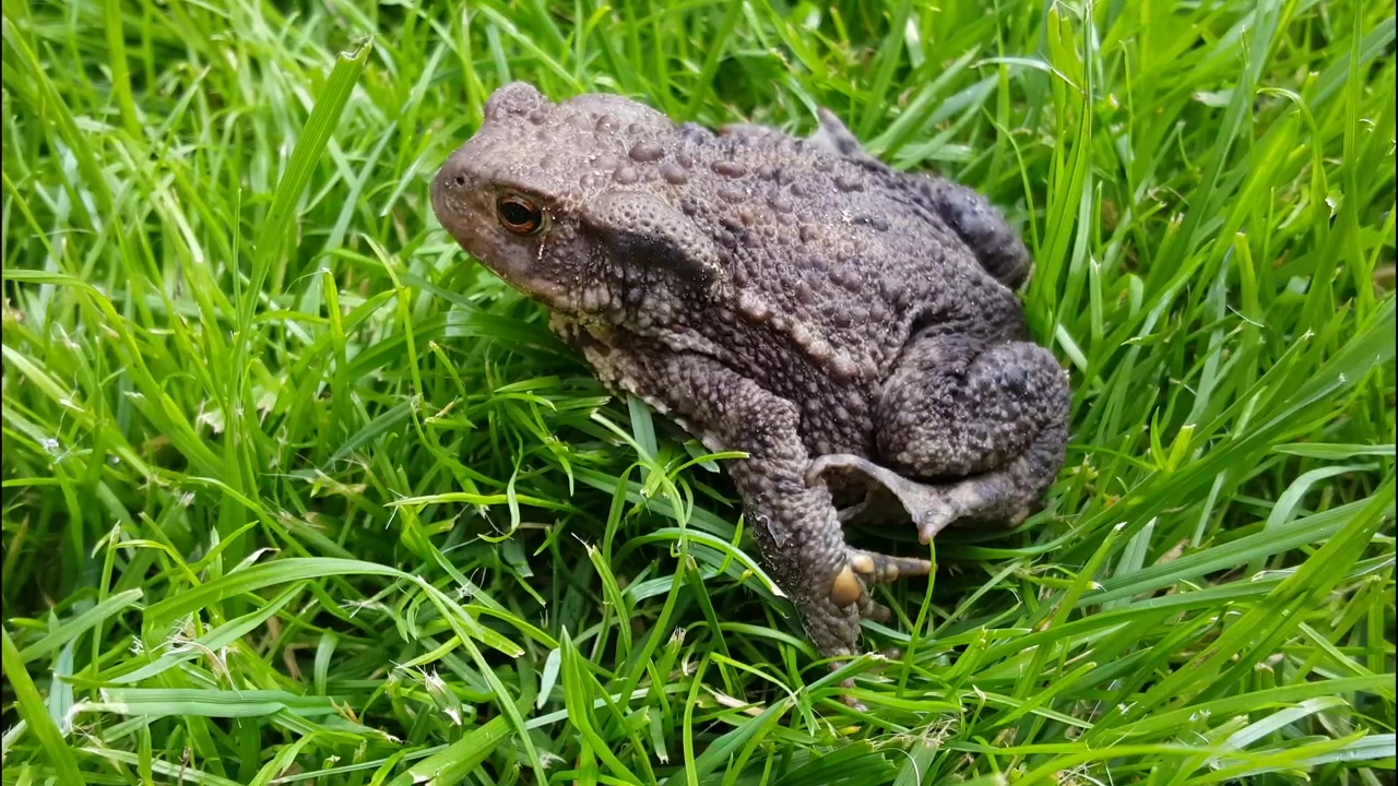 Toad resting in the grass, wildlife, wild, reptile, frog, and creature