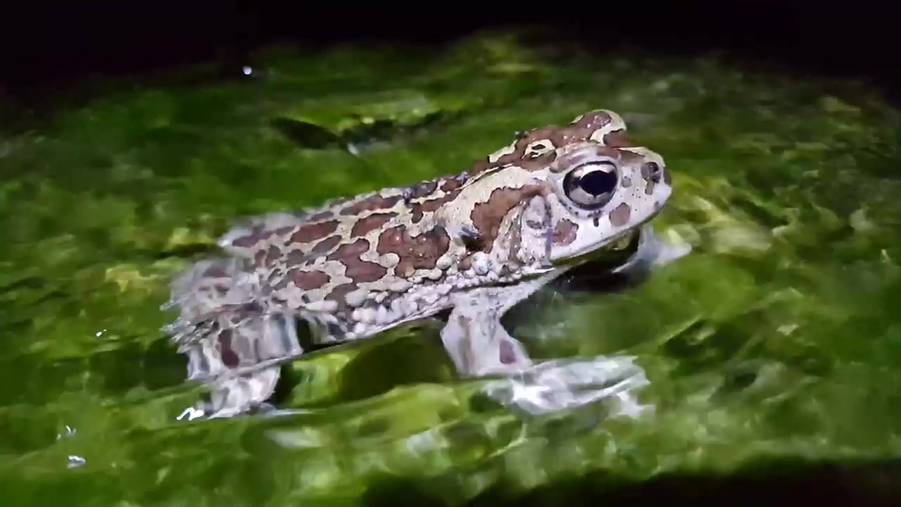 Toad sitting in a stream, water, animal, and frog