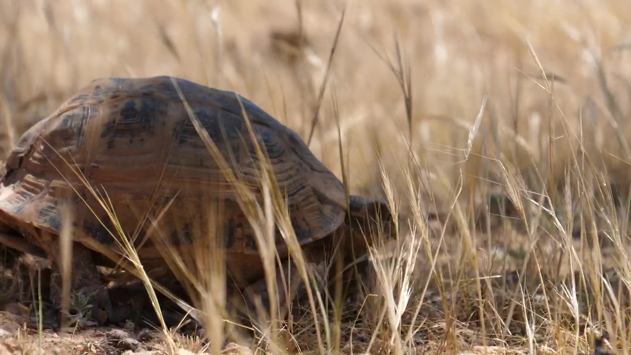 Tortoise walking through grass, animal, wildlife, and turtle