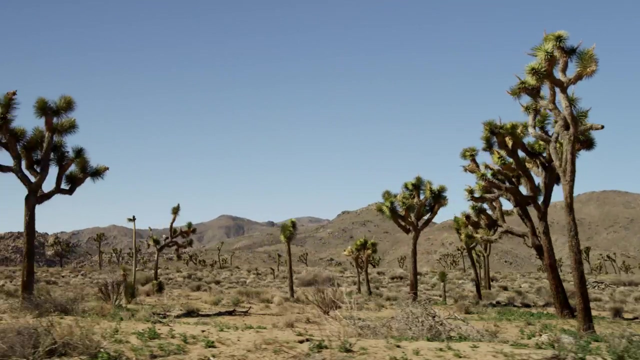 Tour in the desert, landscape, sunny, desert, and safari