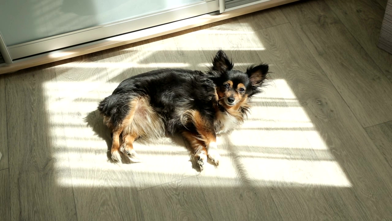 Toy terrier taking a sunbath in the floor, dog, pet, and cute