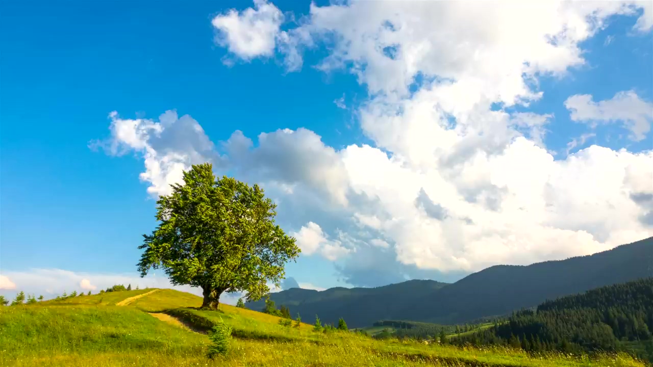 Tree and cows in the meadow time lapse, tree, sky, meadow, and cow